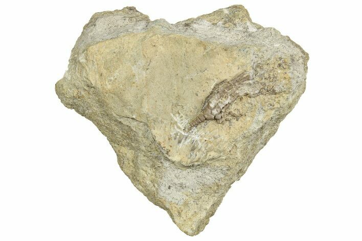 Mississippian Fossil Poteriocrinid Crinoid - Gilmore City, Iowa #327286